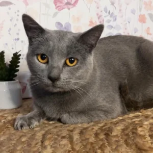 Chat Susy de la Noirette