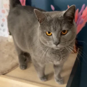 Chat Udine Bien-Aimé