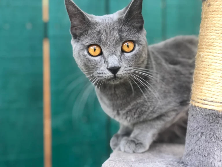 chat Nemesis
