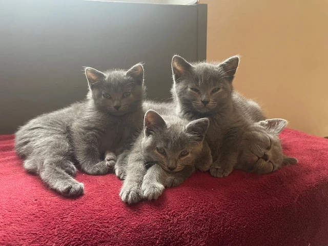 chatons chartreux